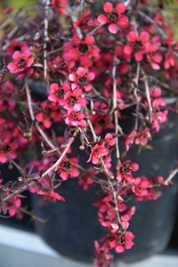 Weeping Manuka